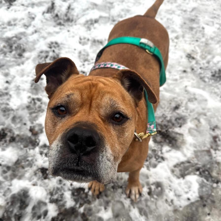 Enlarge Cookie, a Adoptable Mixed Breed in Fairport, NY image 4/6