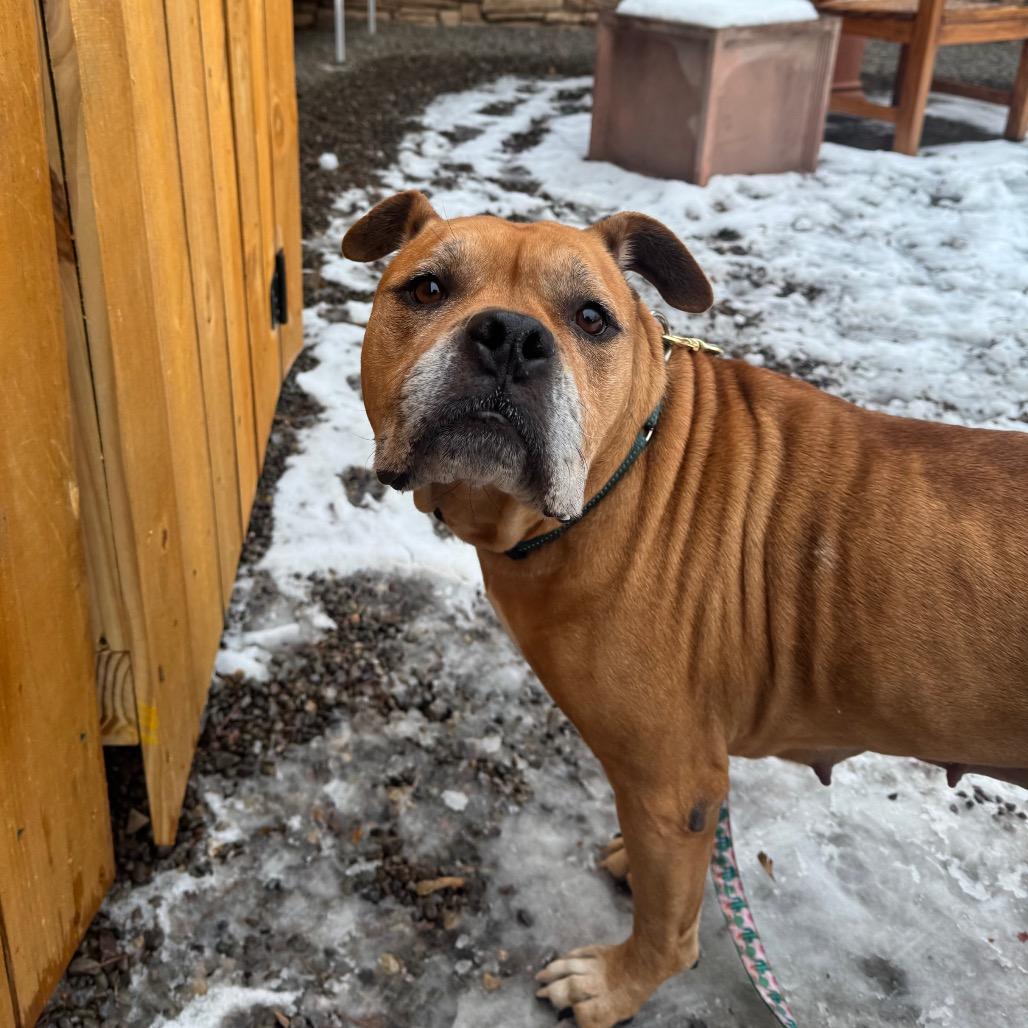 Enlarge Cookie, a Adoptable Mixed Breed in Fairport, NY image 5/6