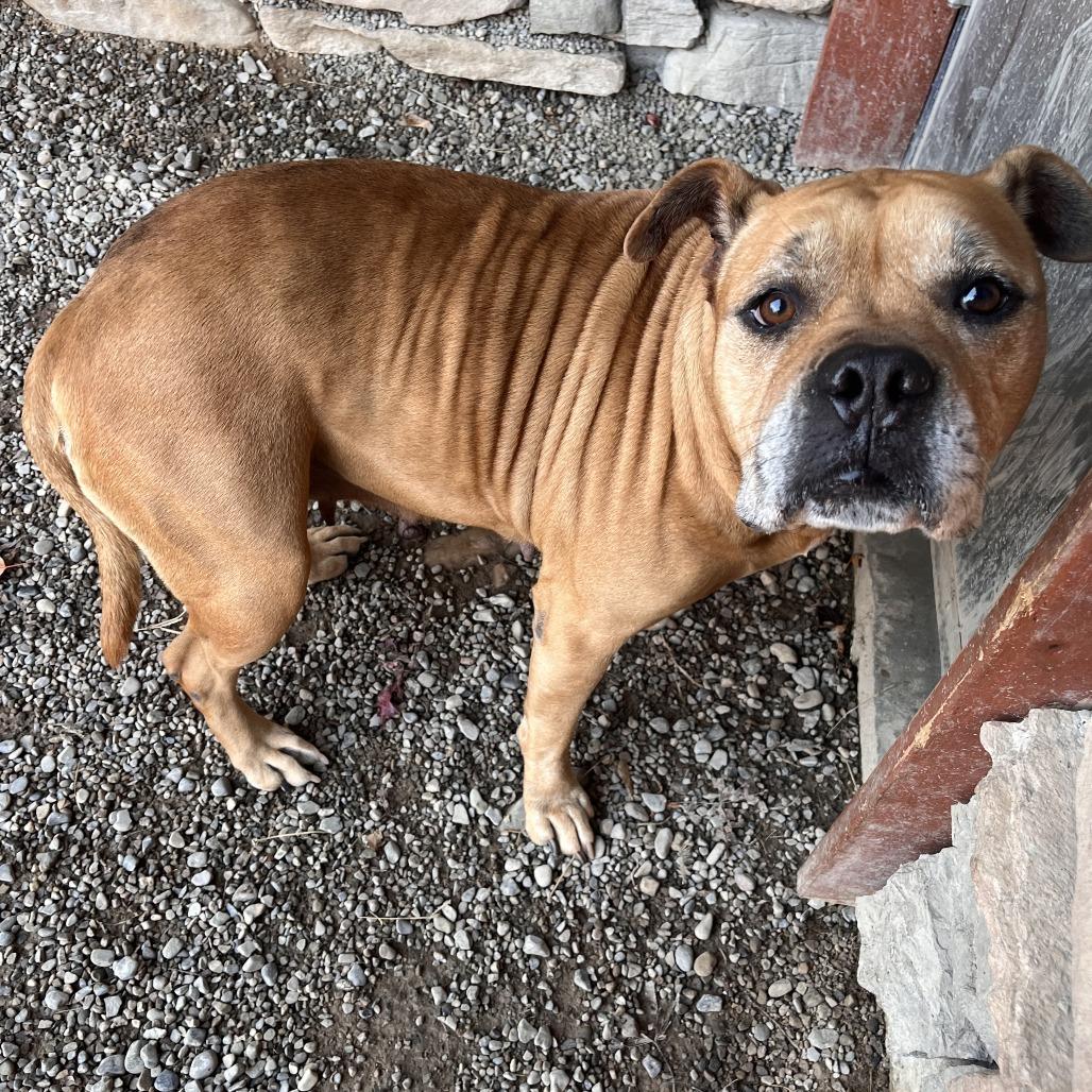 Enlarge Cookie, a Adoptable Mixed Breed in Fairport, NY image 6/6