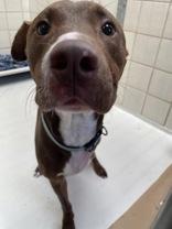 Kyrie, a ADOPTABLE mixed breed in Boerne, TX image 2/3