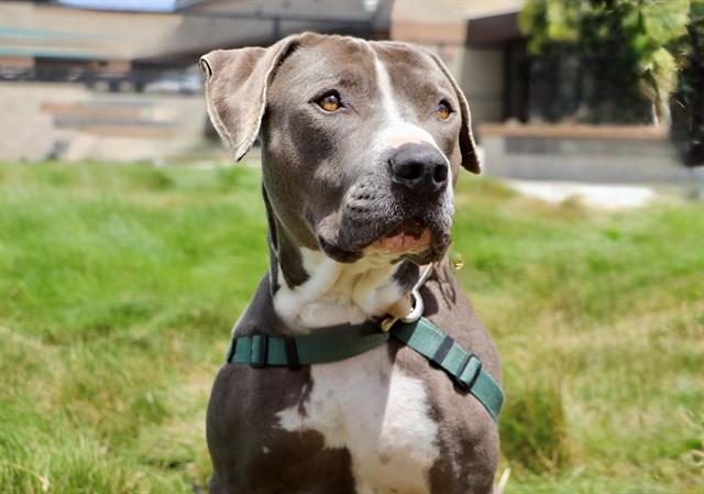 Enlarge JONES, a Adoptable mixed breed in San Luis Obispo, CA image 1/1