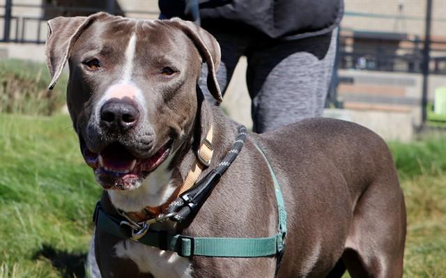 JONES, Adoptable, Adult Male Pit Bull Terrier & Redbone Coonhound.