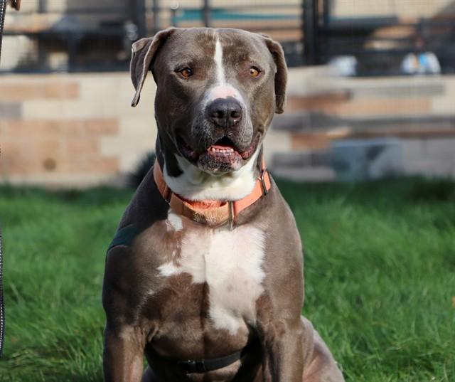 Enlarge JONES, a Adoptable mixed breed in San Luis Obispo, CA image 2/3