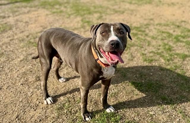 JONES, Adoptable, Adult Male Pit Bull Terrier.