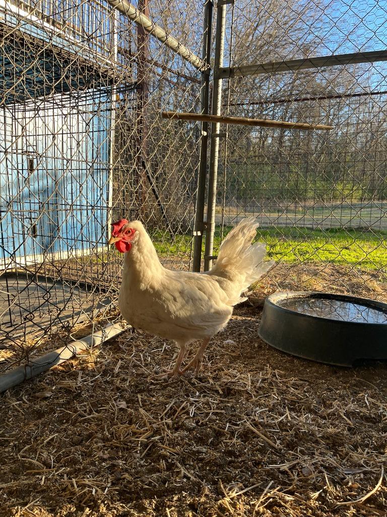 Leg Horn Hen, Adoptable, Young Female Chicken.