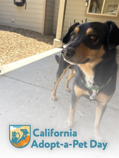 JACKSON, Adoptable, Adult Male Australian Kelpie & Mixed Breed.