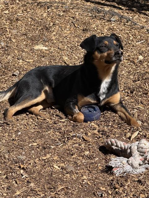 JACKSON, Adoptable, Adult Male Australian Kelpie & Mixed Breed.