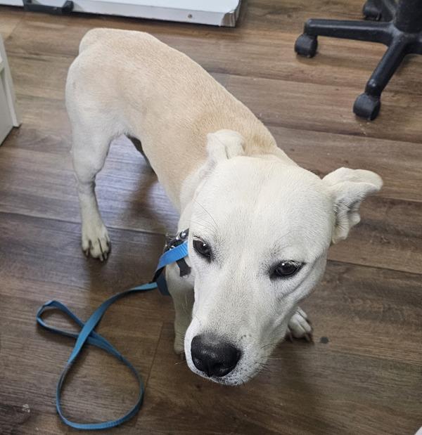 Buster, a Adoptable mixed breed in Cleveland, TN image 1/4