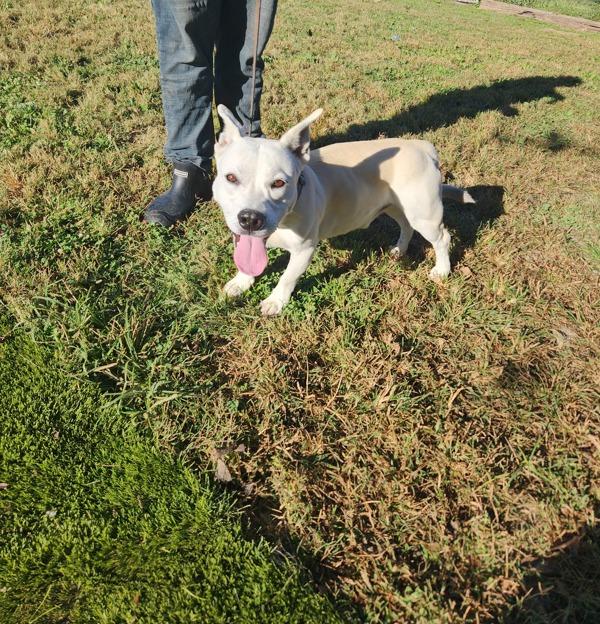 Buster, a Adoptable mixed breed in Cleveland, TN image 2/4