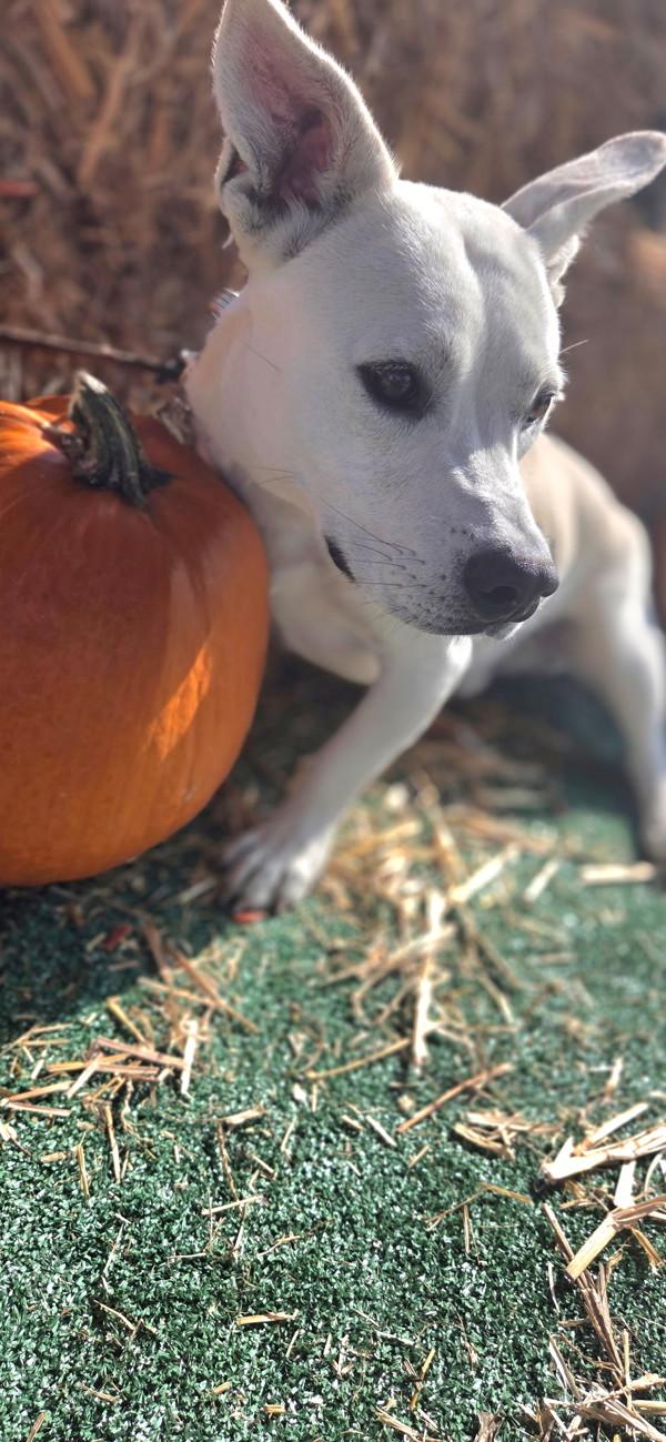 Buster, a Adoptable mixed breed in Cleveland, TN image 3/4