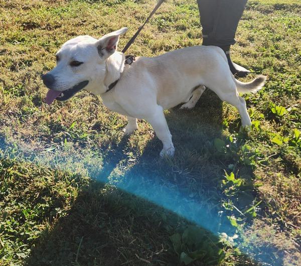 Buster, a Adoptable mixed breed in Cleveland, TN image 4/4