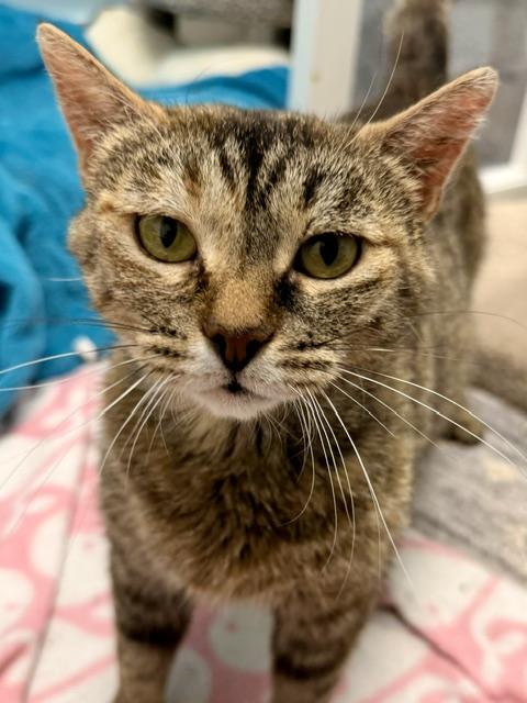Enlarge Mila, a ADOPTABLE Domestic Short Hair in Douglas, MI image 2/2