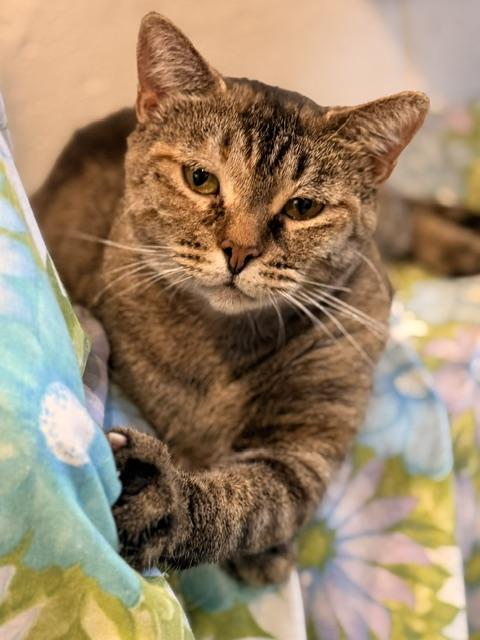 Mila, ADOPTABLE, Adult Female Domestic Short Hair.