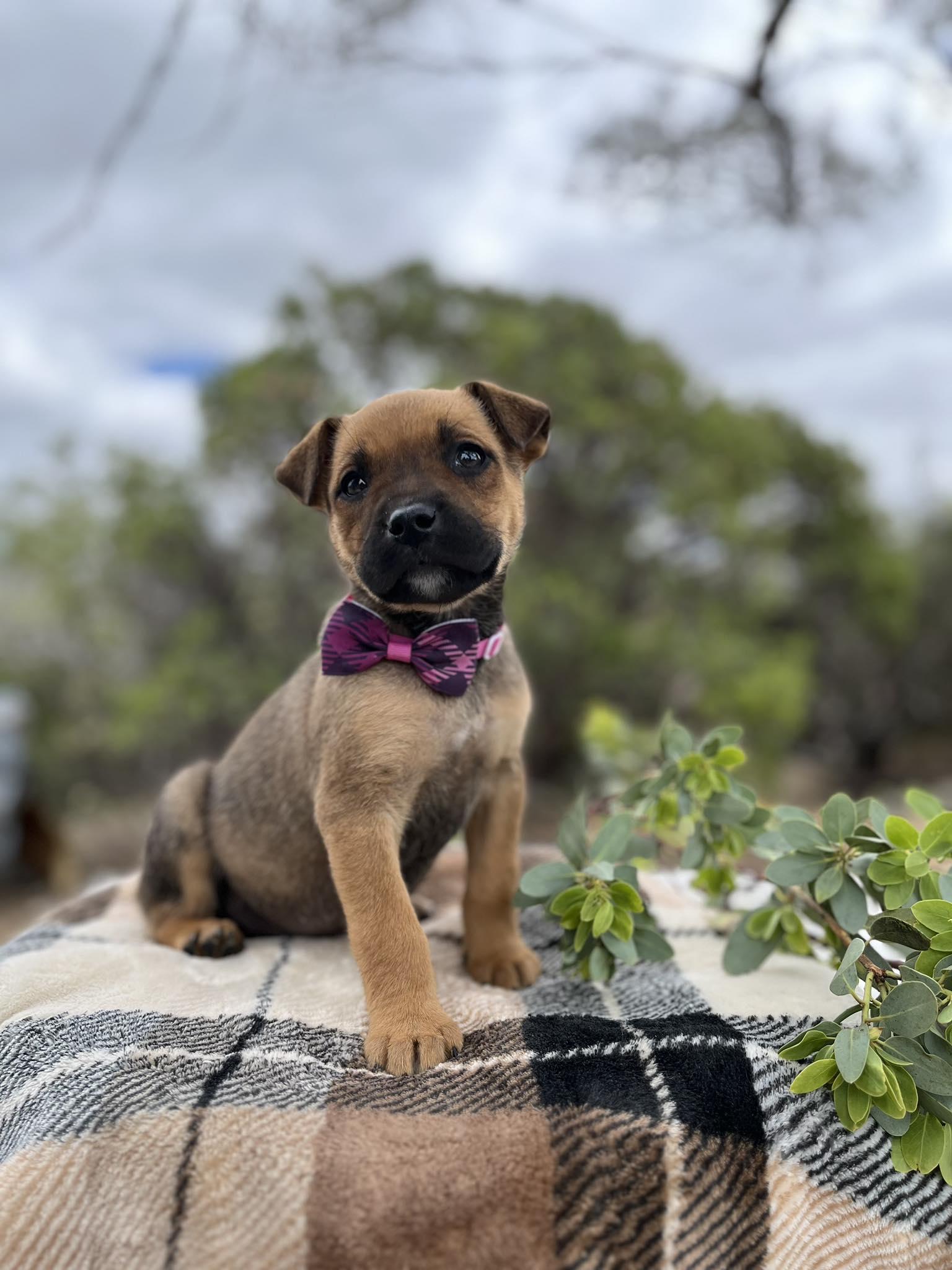 Enlarge Blush, an adoptable mixed breed in Anza, CA image 1/1