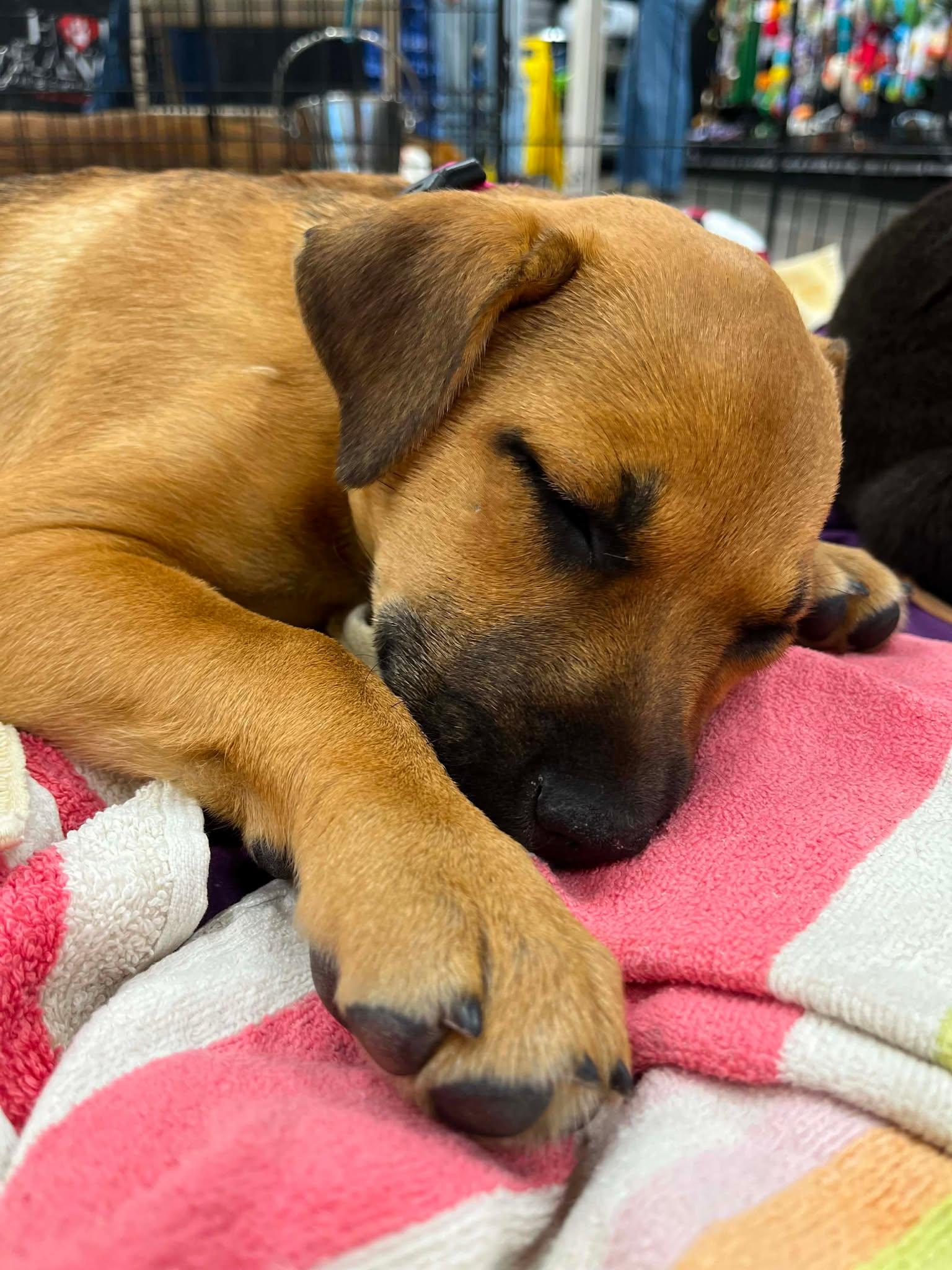 Enlarge Blush, an adoptable mixed breed in Anza, CA image 3/4