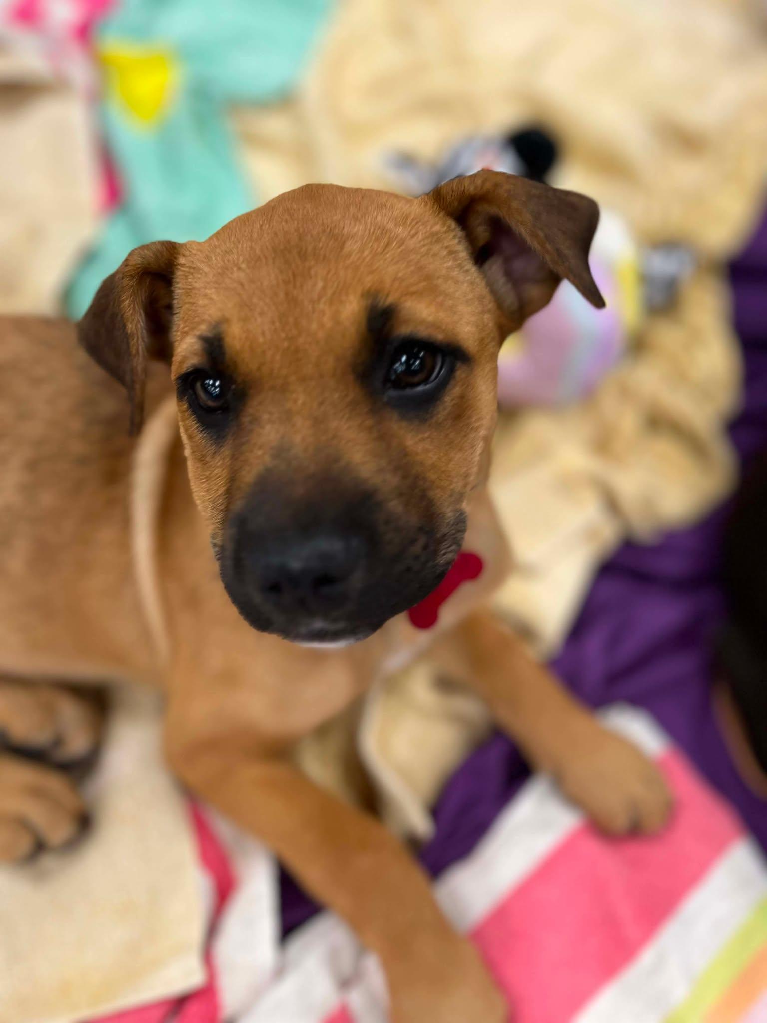 Enlarge Blush, an adoptable mixed breed in Anza, CA image 1/4