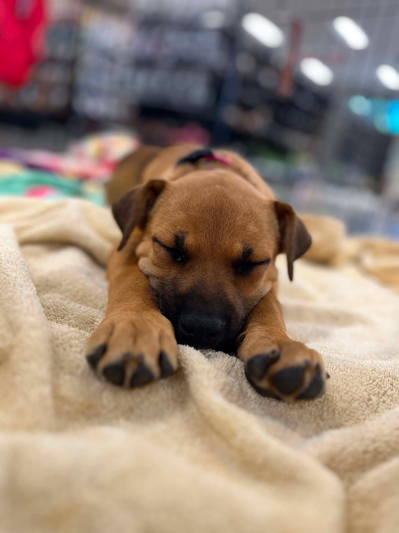 Enlarge Blush, an adoptable mixed breed in Anza, CA image 4/4