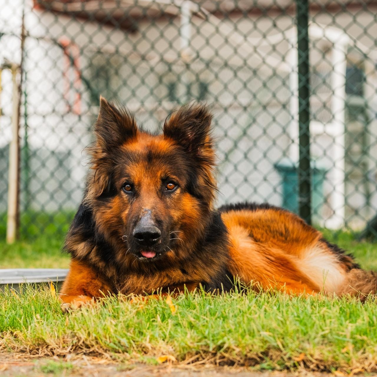 Stunning Polo from Kuwait, Adult Male German Shepherd Dog