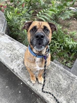 Rockstar/Rocky, Adoptable, Adult Male Mixed Breed & Mixed Breed.