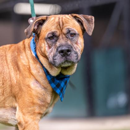 Rockstar, a Adoptable mixed breed in Honolulu, HI image 1/3
