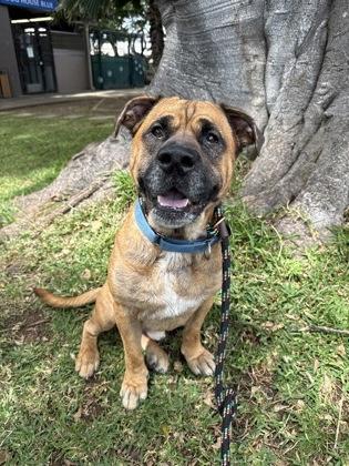 Enlarge Rockstar/Rocky, a Adoptable mixed breed in Honolulu, HI image 2/3