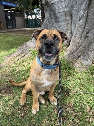 Enlarge Rockstar/Rocky, a Adoptable mixed breed in Honolulu, HI image 3/3