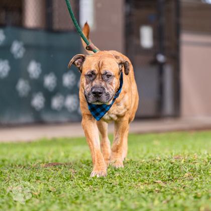 Rockstar, a Adoptable mixed breed in Honolulu, HI image 2/3