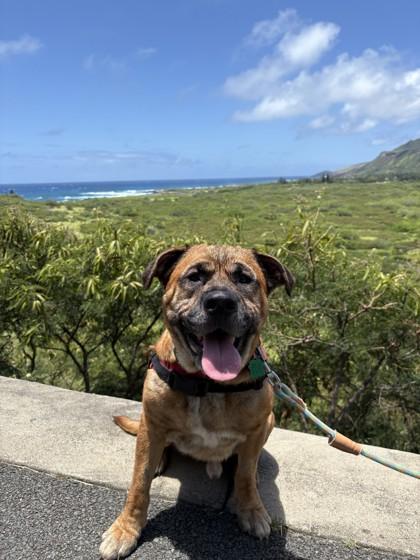 Rockstar, a Adoptable mixed breed in Honolulu, HI image 3/3