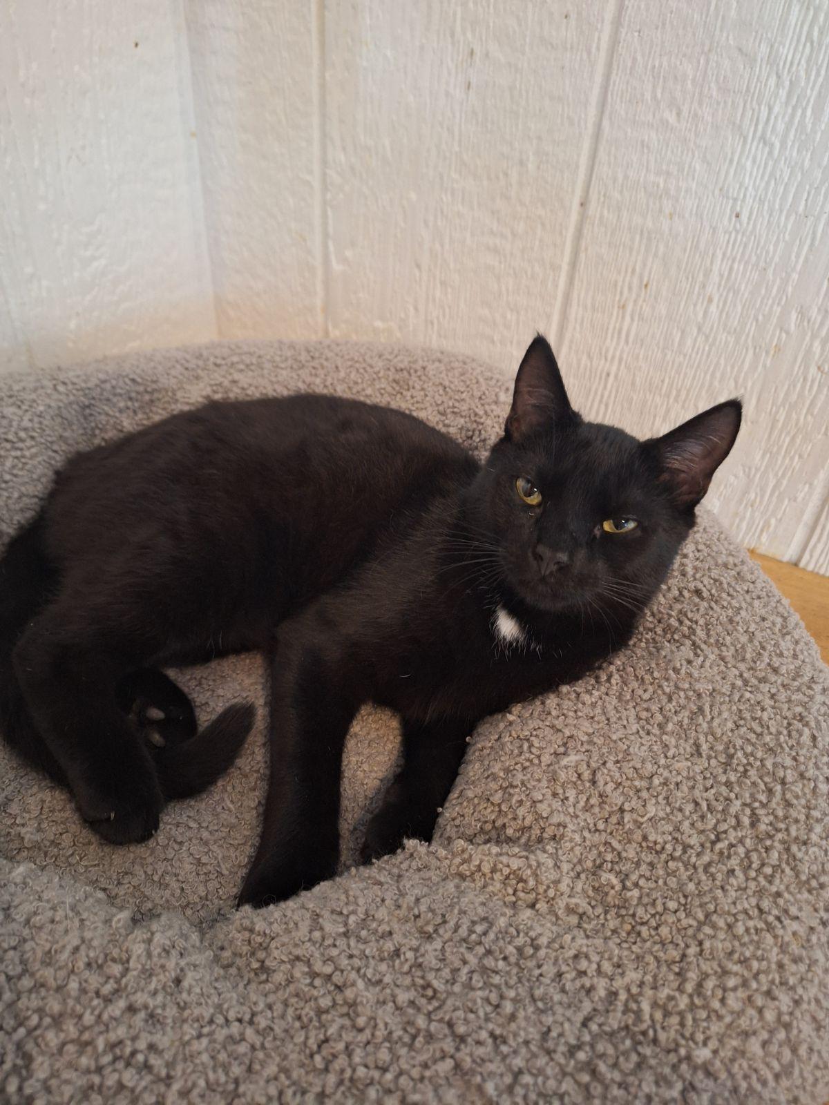 Charles, Adoptable, Kitten Male Domestic Short Hair.