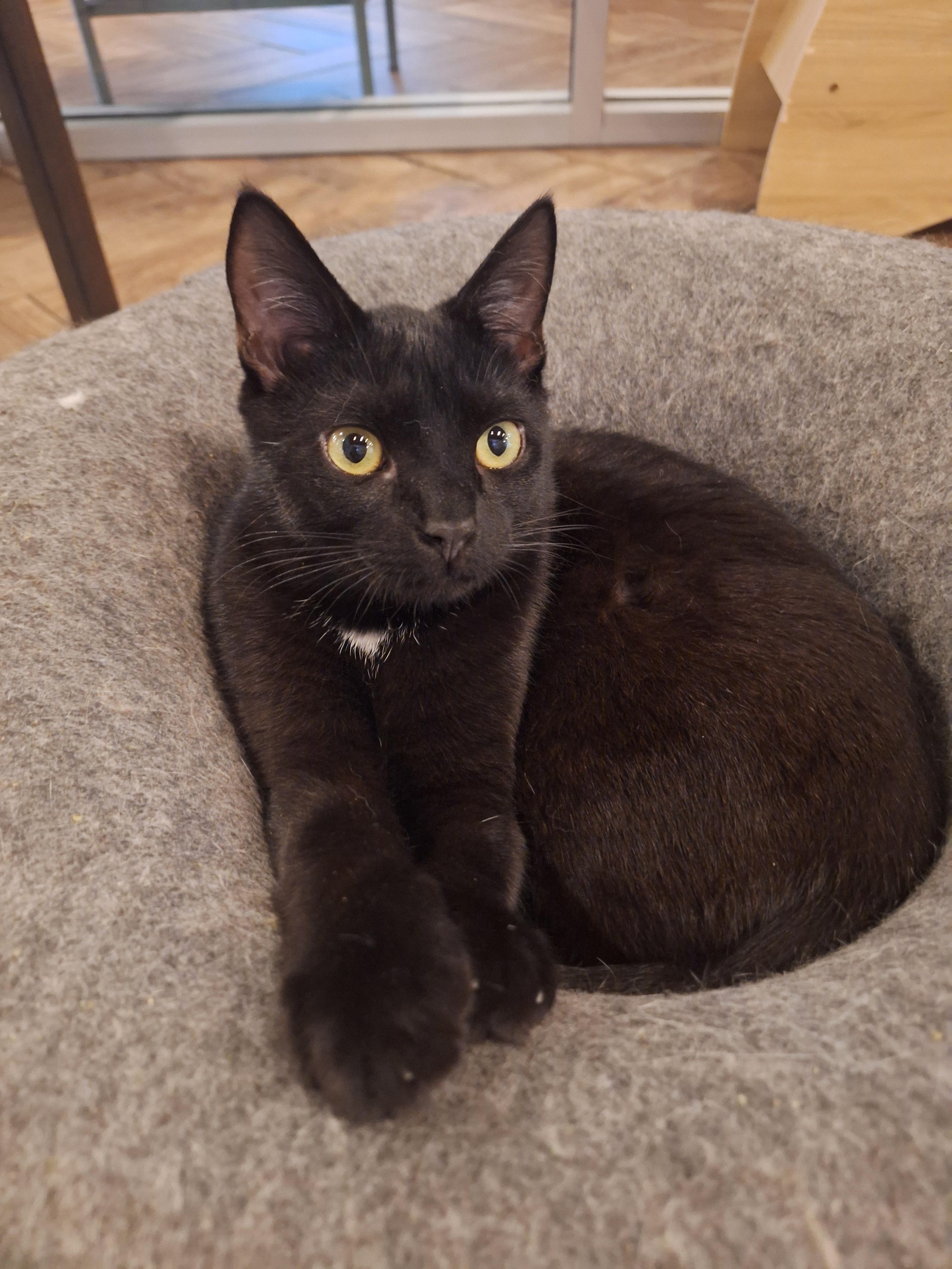 Enlarge Charles, a Adoptable Domestic Short Hair in Dayton, OH image 2/2