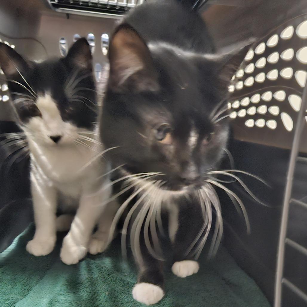 Scooby, Adoptable, Young Male Domestic Short Hair.