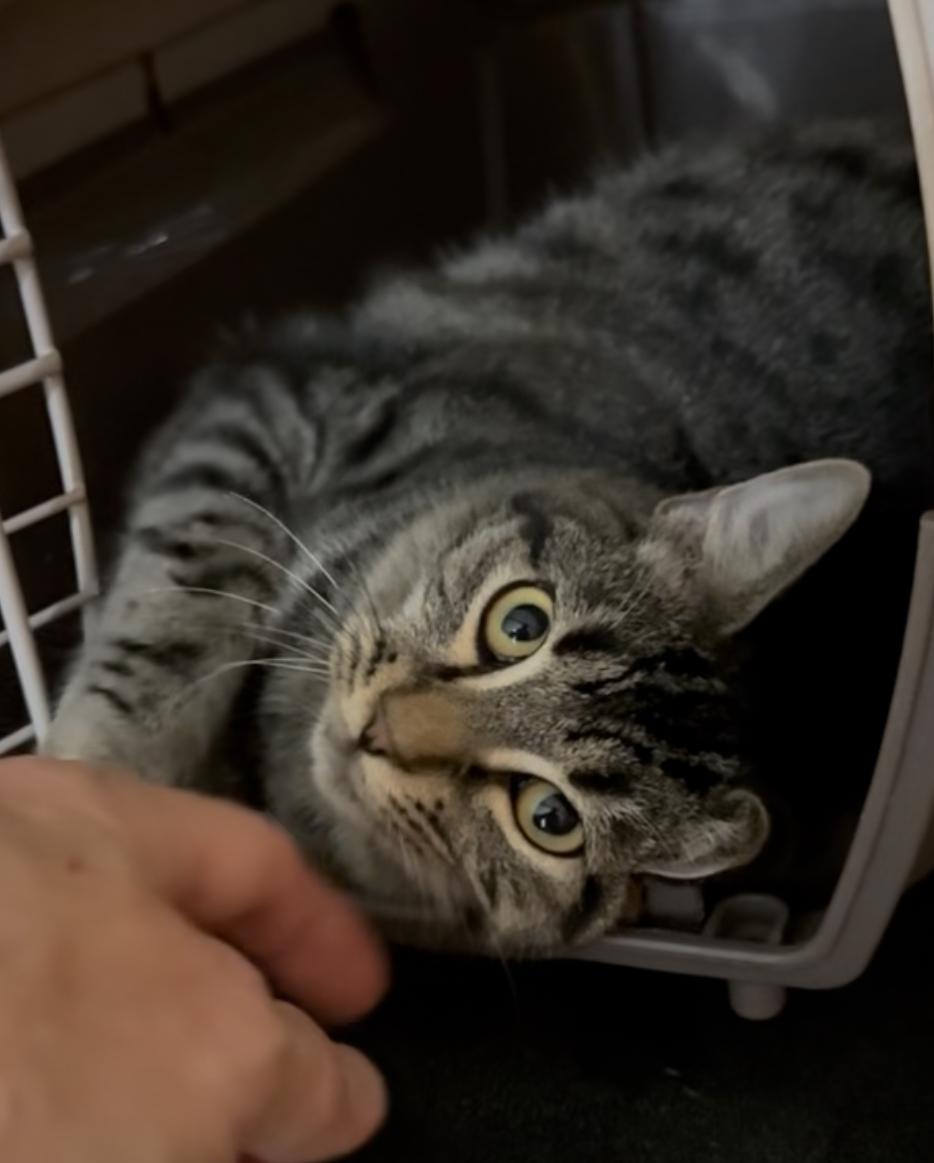 CJ & Oreo, a Adoptable American Shorthair in Staten Island, NY image 3/6
