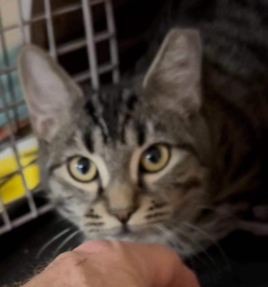 CJ & Oreo, a Adoptable American Shorthair in Staten Island, NY image 4/6