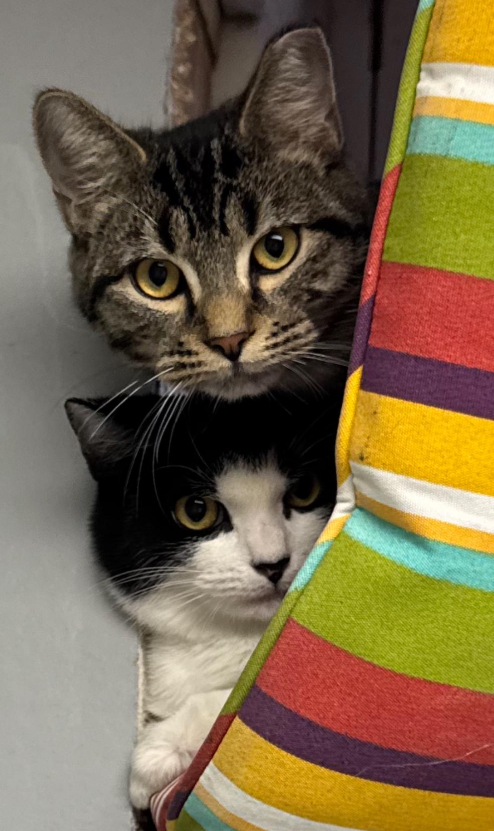 CJ & Oreo, a Adoptable American Shorthair in Staten Island, NY image 1/6