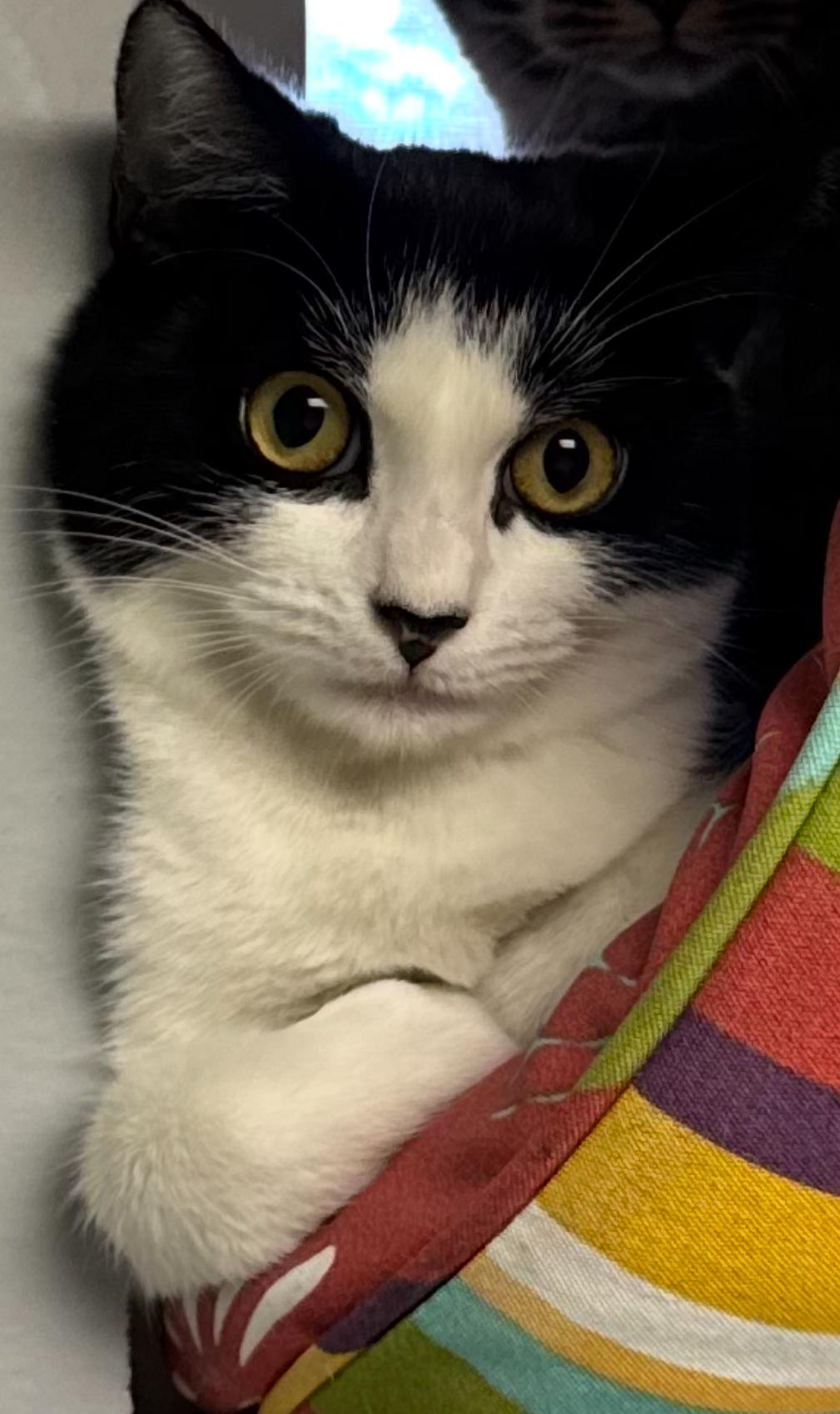 CJ & Oreo, a Adoptable American Shorthair in Staten Island, NY image 2/6