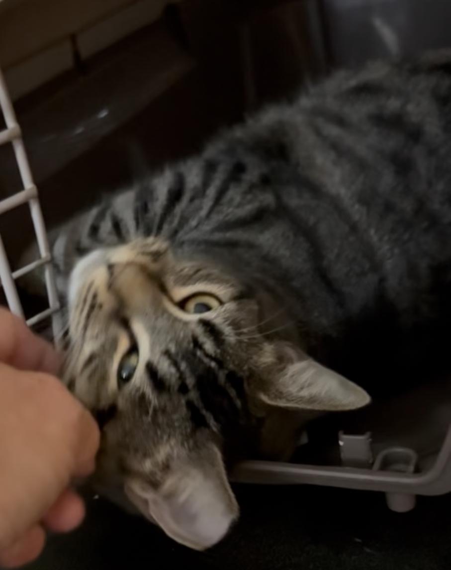 CJ & Oreo, a Adoptable American Shorthair in Staten Island, NY image 5/6