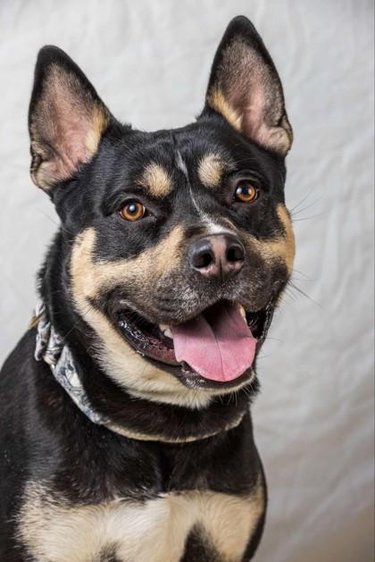Safari, Adoptable, Adult Male Shepherd & Mixed Breed.