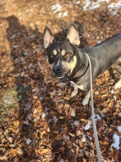 Enlarge Safari, a Adoptable mixed breed in Wantagh, NY image 2/3