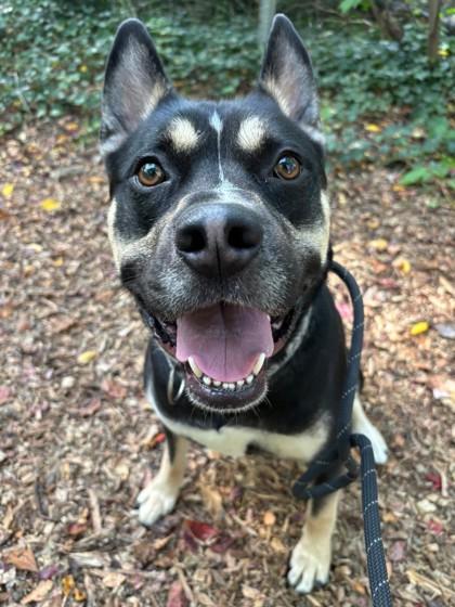 Enlarge Safari, a Adoptable mixed breed in Wantagh, NY image 3/3