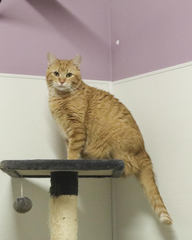 Henna, a Adoptable mixed breed in Westfield, WI image 2/3