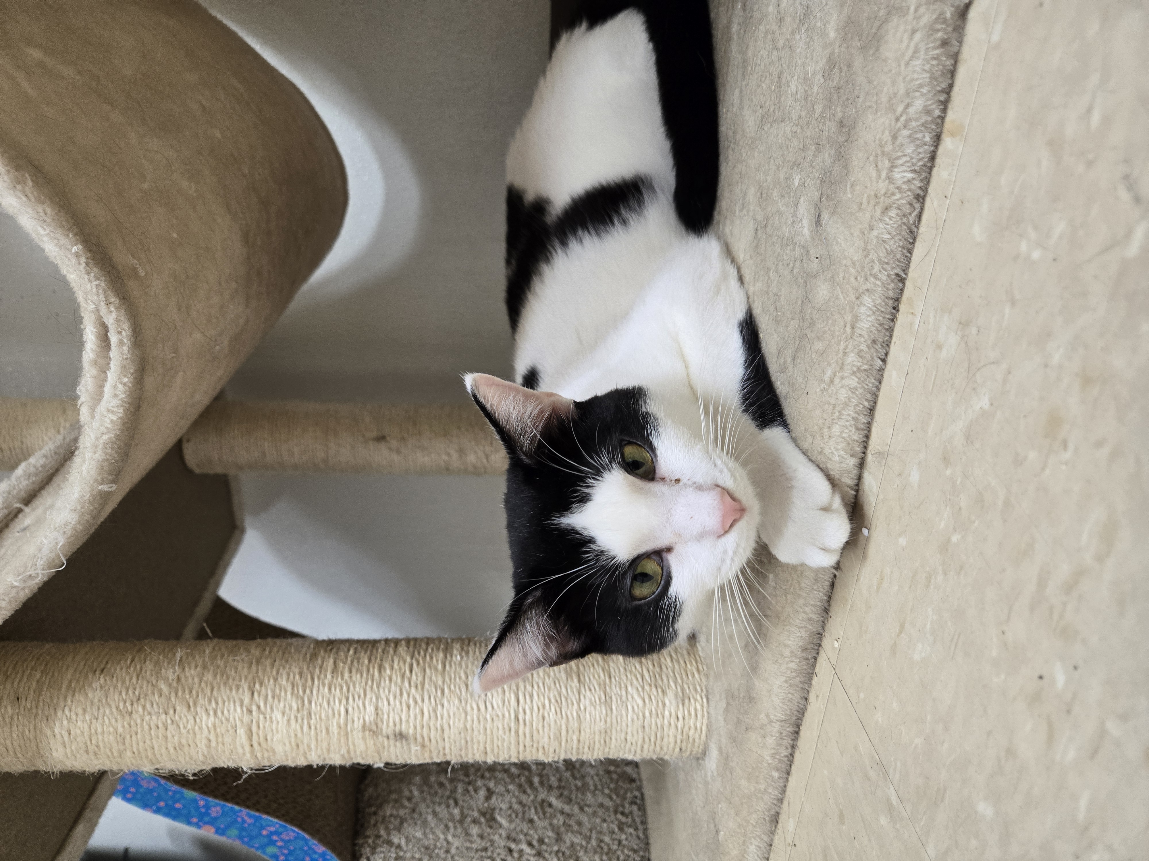 Blue, a Adoptable Domestic Short Hair in Paris, ME image 3/3