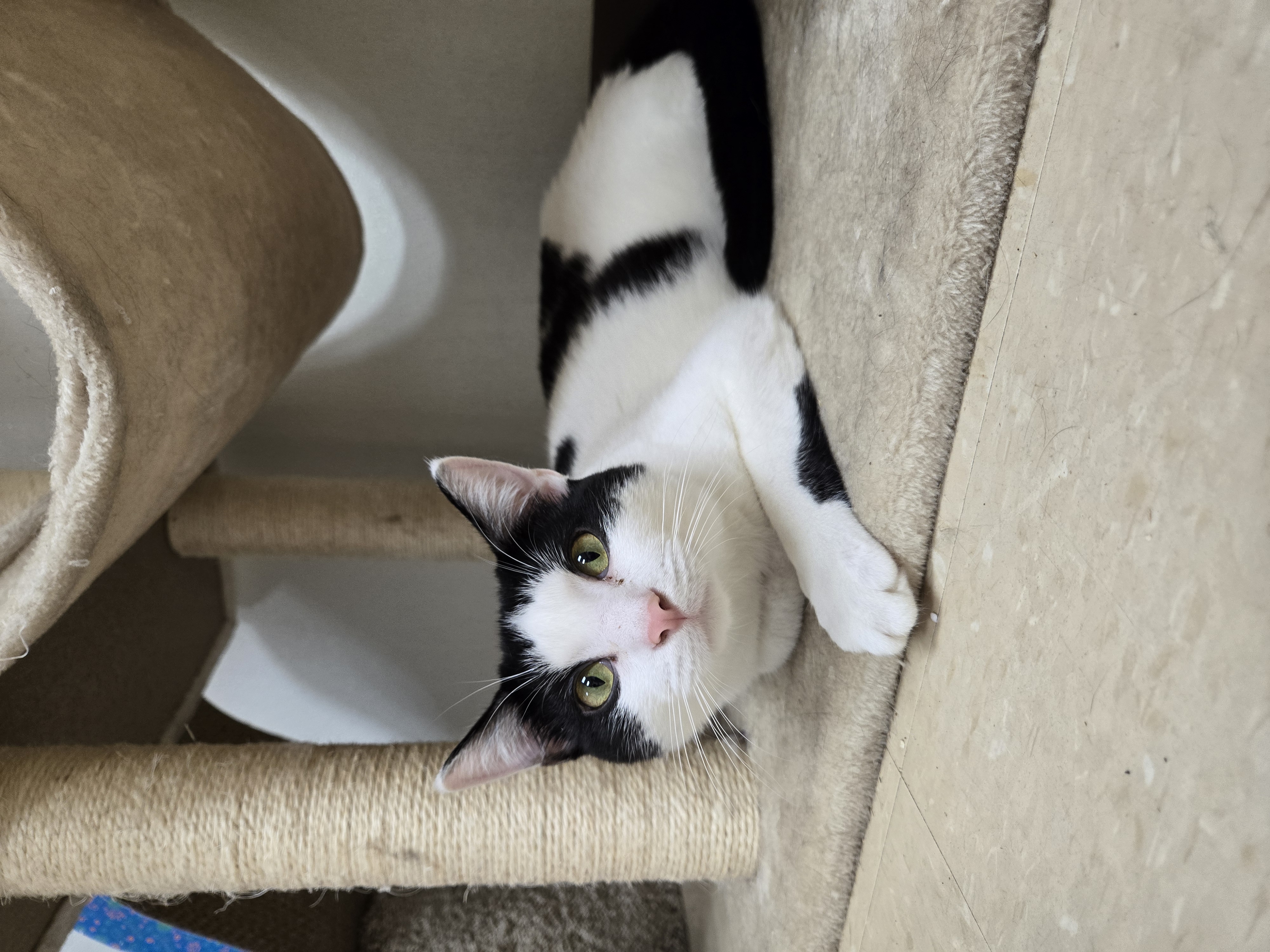 Blue, Adoptable, Young Male Domestic Short Hair.