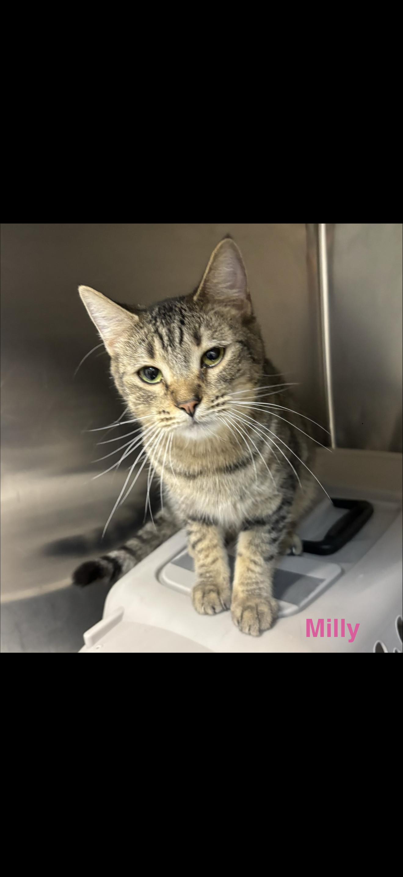 Enlarge Milly, a ADOPTABLE Tabby in Las Vegas, NV image 1/1