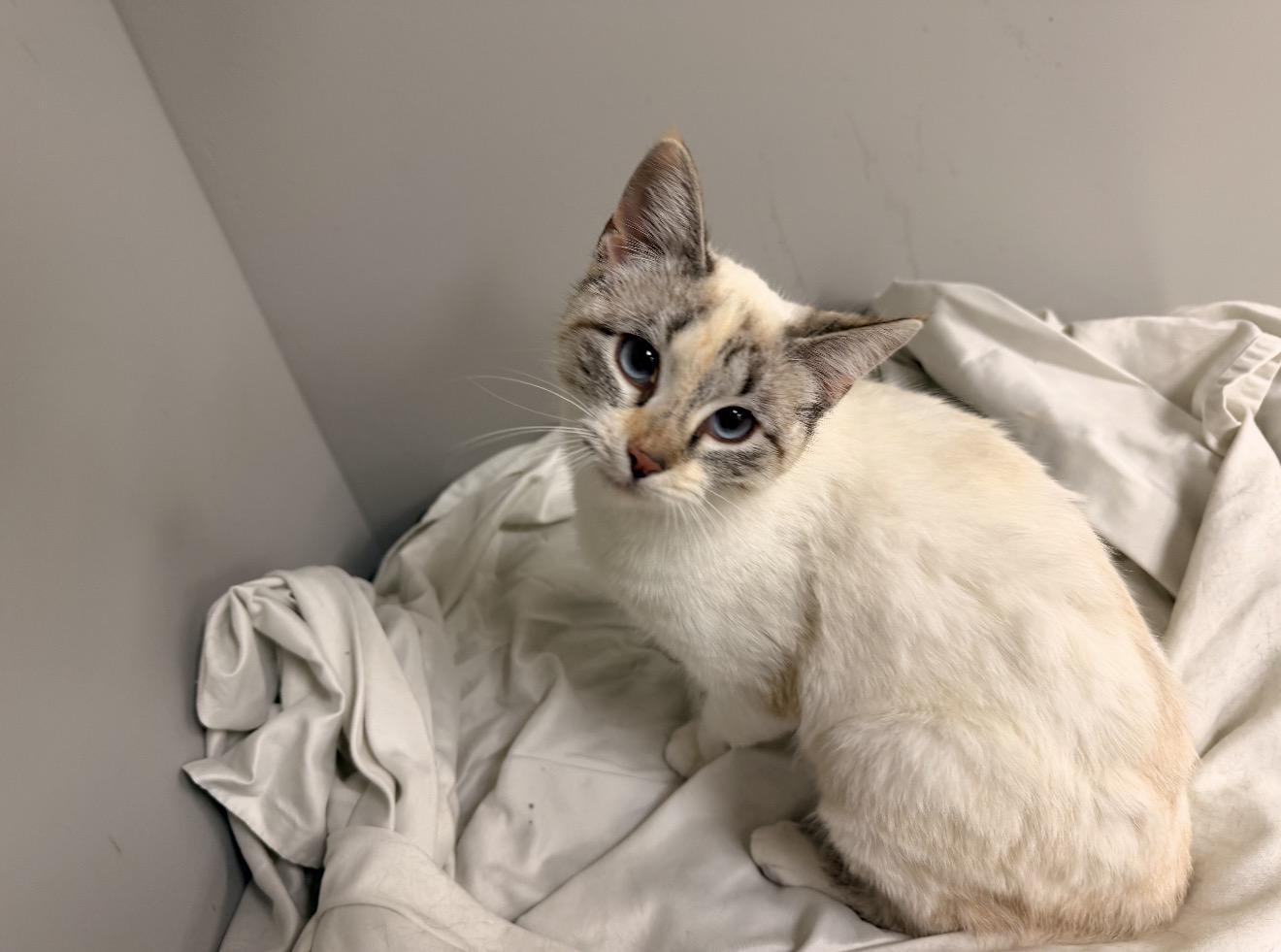 Enlarge Paris, an adopted mixed breed in East Dundee , IL image 2/3