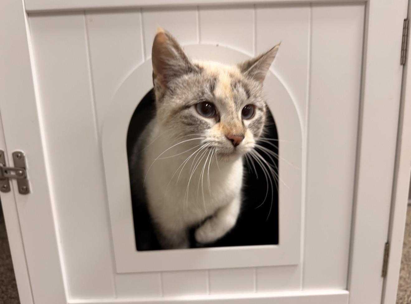 Enlarge Paris, an adopted mixed breed in East Dundee , IL image 3/3