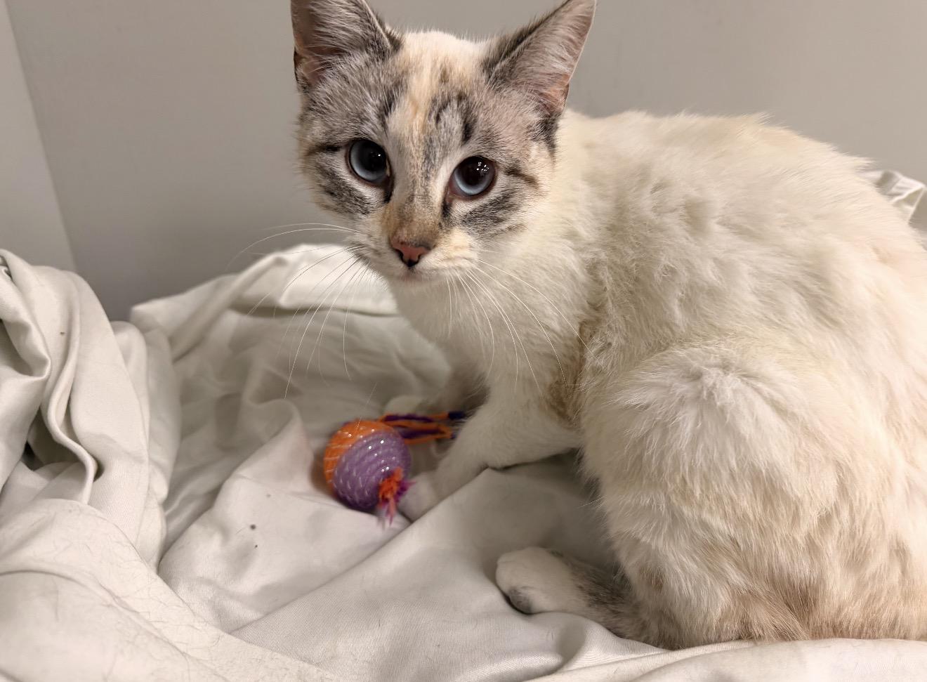 Paris, adopted, Young Female Domestic Short Hair.