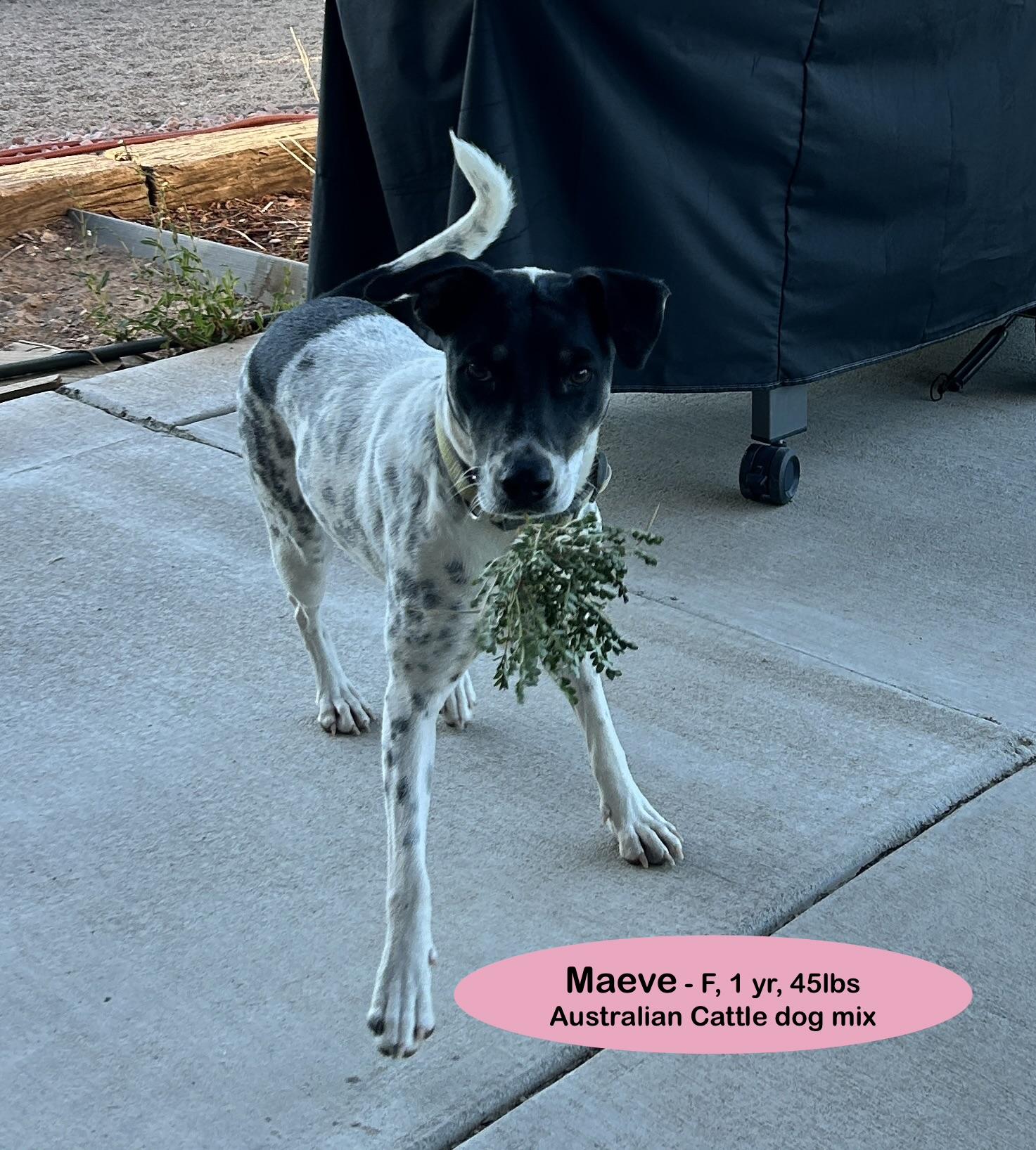Enlarge Maeve, a Adoptable mixed breed in Denver, CO image 2/3