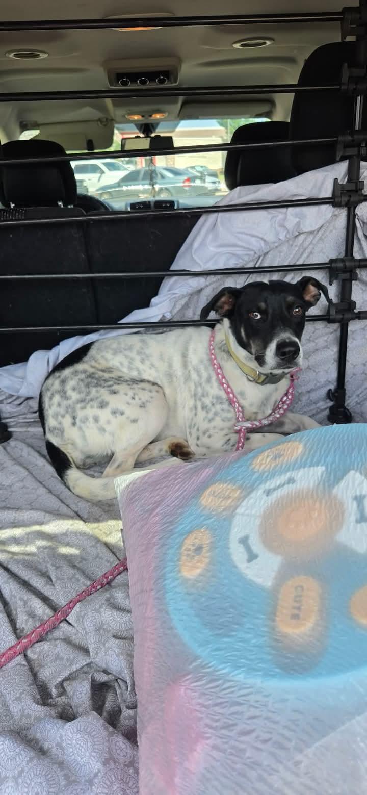 Enlarge Maeve, a Adoptable mixed breed in Denver, CO image 3/3