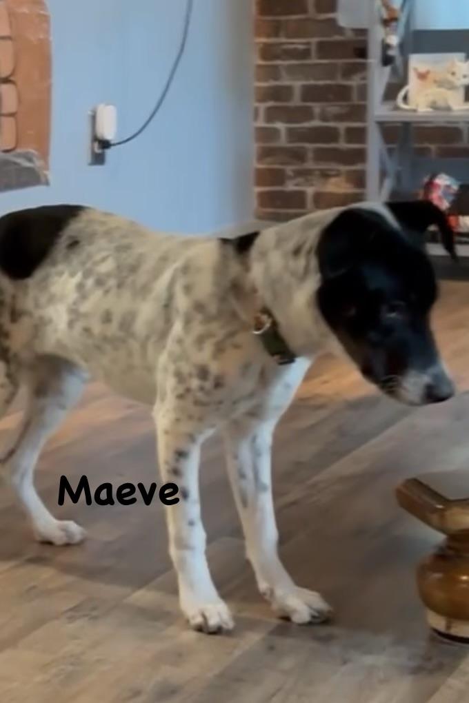 Maeve, Adoptable, Young Female Cattle Dog & Mixed Breed.