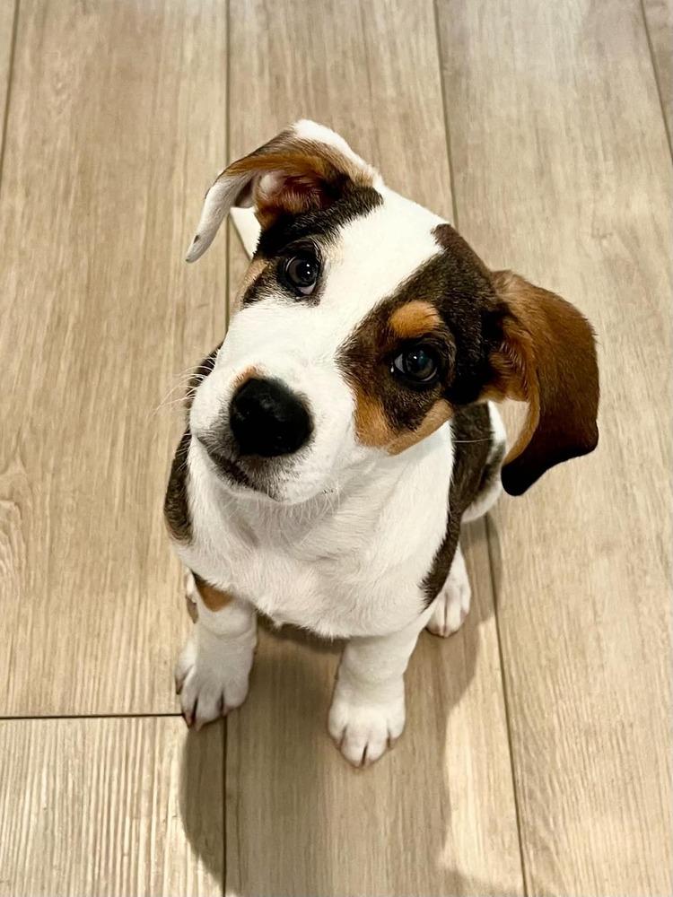 Bear (Woodland Creatures Litter), Adoptable, Puppy Male Labrador Retriever & Hound.